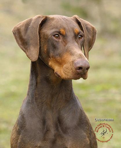 Dobermann 9K060D-19.JPG